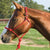Easy-On Rope Halter Tack - Halters & Leads - Halters Mustang   
