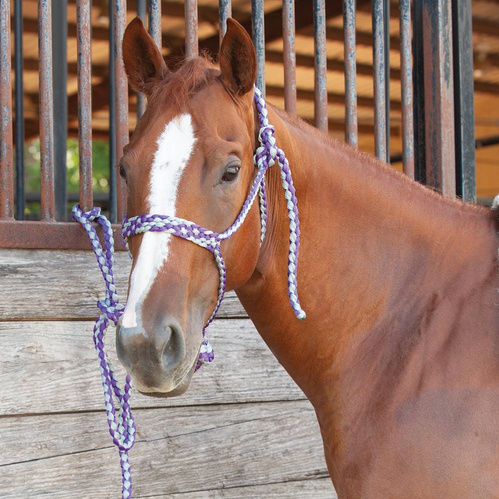 Classic Equine Colored Mule Tape Halter With Lead Tack - Halters & Leads - Halters Classic Equine   